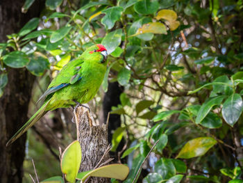 Bird perching on a branch