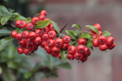 Close-up of holly berries growing on plant