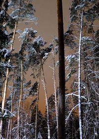 Frozen trees in forest during winter