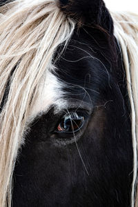 Close-up portrait of a horse eye