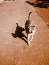 High angle portrait of cat on shadow