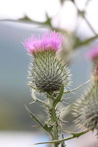 Close-up of thistle flower