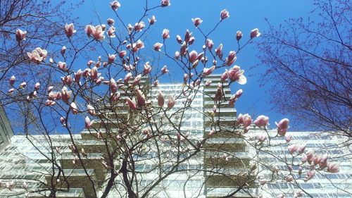 Low angle view of bare trees against blue sky and clouds