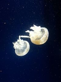 Jellyfish swimming in sea