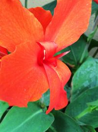 Close-up of red flower