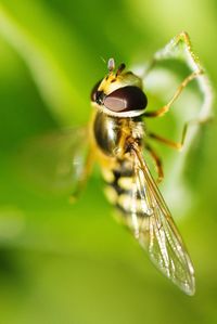 Close-up of insect on leaf, syrphidae