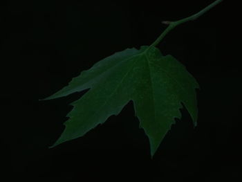 Close-up of leaves against black background