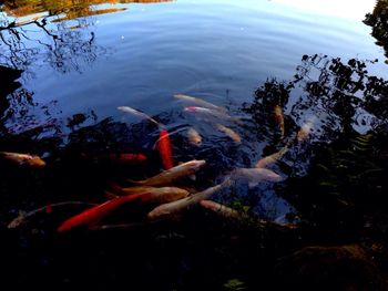 Fish swimming in water