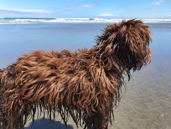 View of a dog on beach