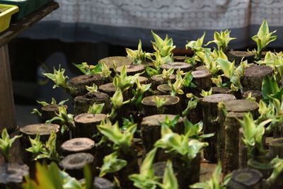 Close-up of potted plant leaves