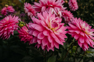 Close-up of pink dahlia flowers