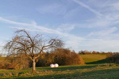 Trees on field against sky