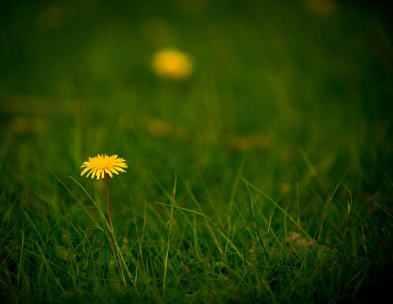 CLOSE-UP OF FLOWERS BLOOMING ON FIELD