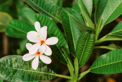 Close-up of white flowering plant