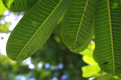 Close-up of green leaves