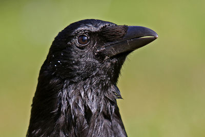 Portrait of black bird