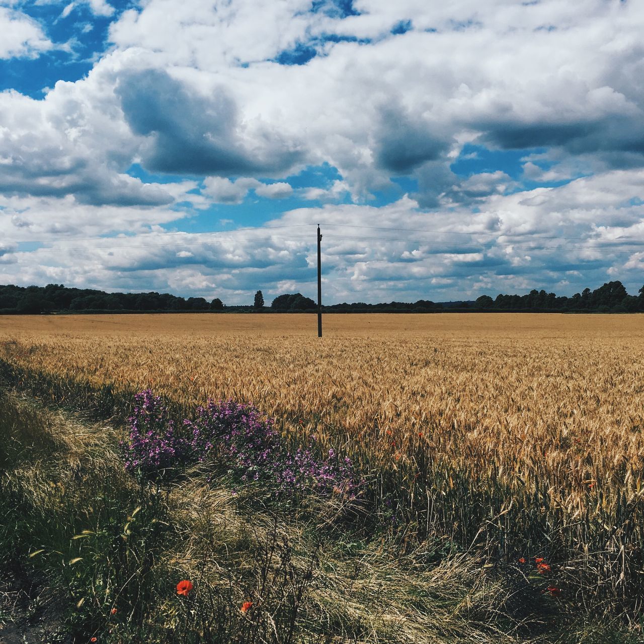 field, landscape, scenics, tranquil scene, rural scene, tranquility, sky, cloud - sky, beauty in nature, agriculture, nature, farm, growth, plant, day, plantation, remote, majestic, outdoors, non-urban scene, cloudy, cumulus cloud, blue, cultivated land, no people, cultivated