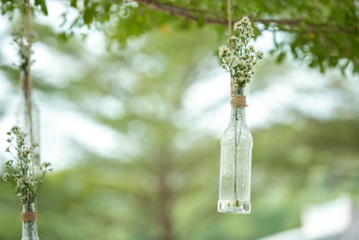 Low angle view of plants hanging from tree