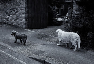 View of a dog on the road