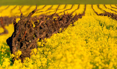Close-up of yellow flowering plant on field