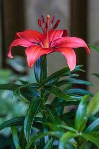 Close-up of red flowers blooming in yard