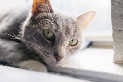 Close-up portrait of a cat