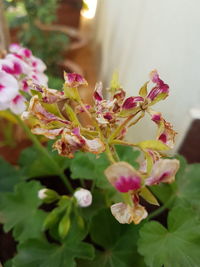 Close-up of pink flowers