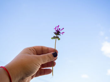 Cropped hand holding purple flowering plant against sky