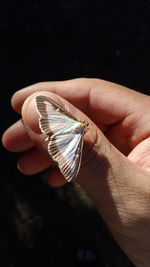 Close-up of hand holding shell