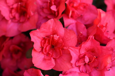 Close-up of pink flowers