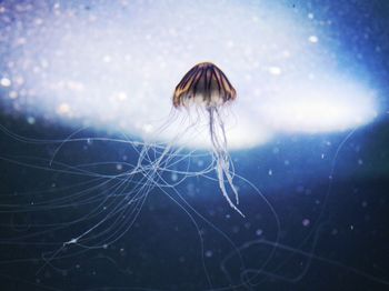 Close-up of jellyfish in sea