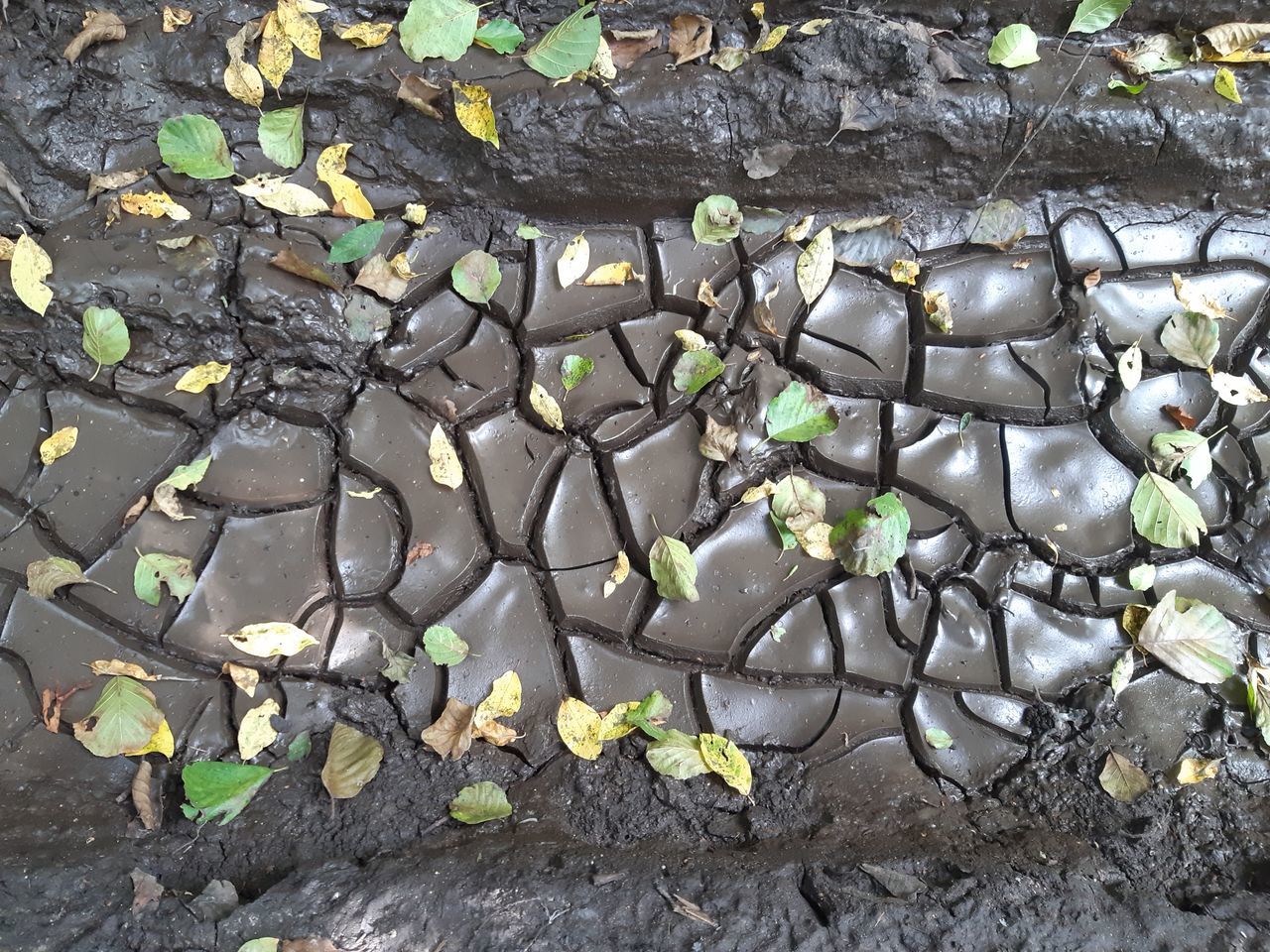 HIGH ANGLE VIEW OF PLANT AGAINST WALL