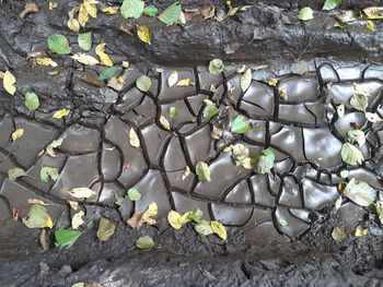 High angle view of plants growing against wall