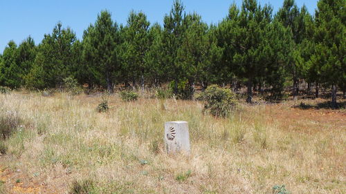 Trees on grassy field