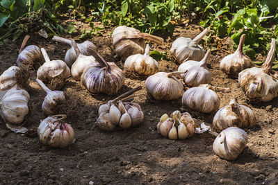 Harvest of garlic just picked from garden-bed on the field.