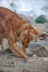 View of dog drinking water from beach