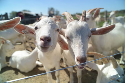 Portrait of sheep in pen