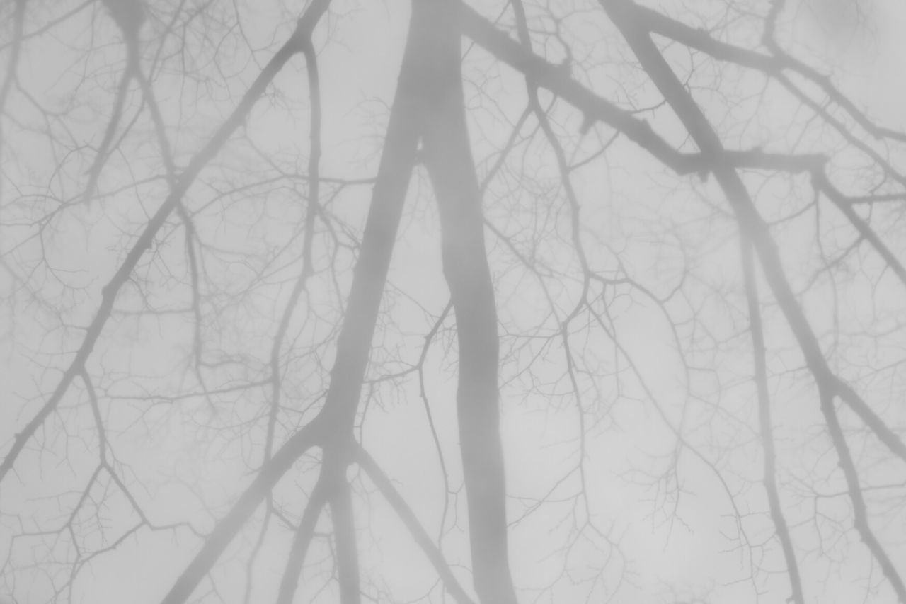 tree, bare tree, low angle view, tranquility, branch, fog, tree trunk, nature, winter, tranquil scene, weather, beauty in nature, day, forest, growth, woodland, cold temperature, outdoors, scenics
