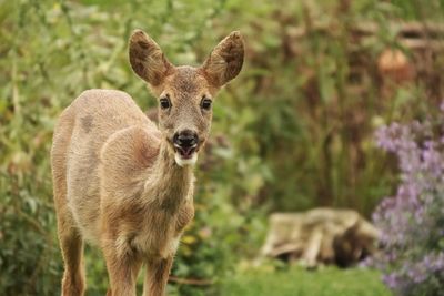 Portrait of deer standing on field