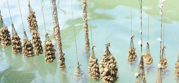 Close-up of plants against sky