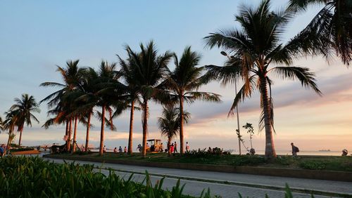 Palm trees in city at sunset