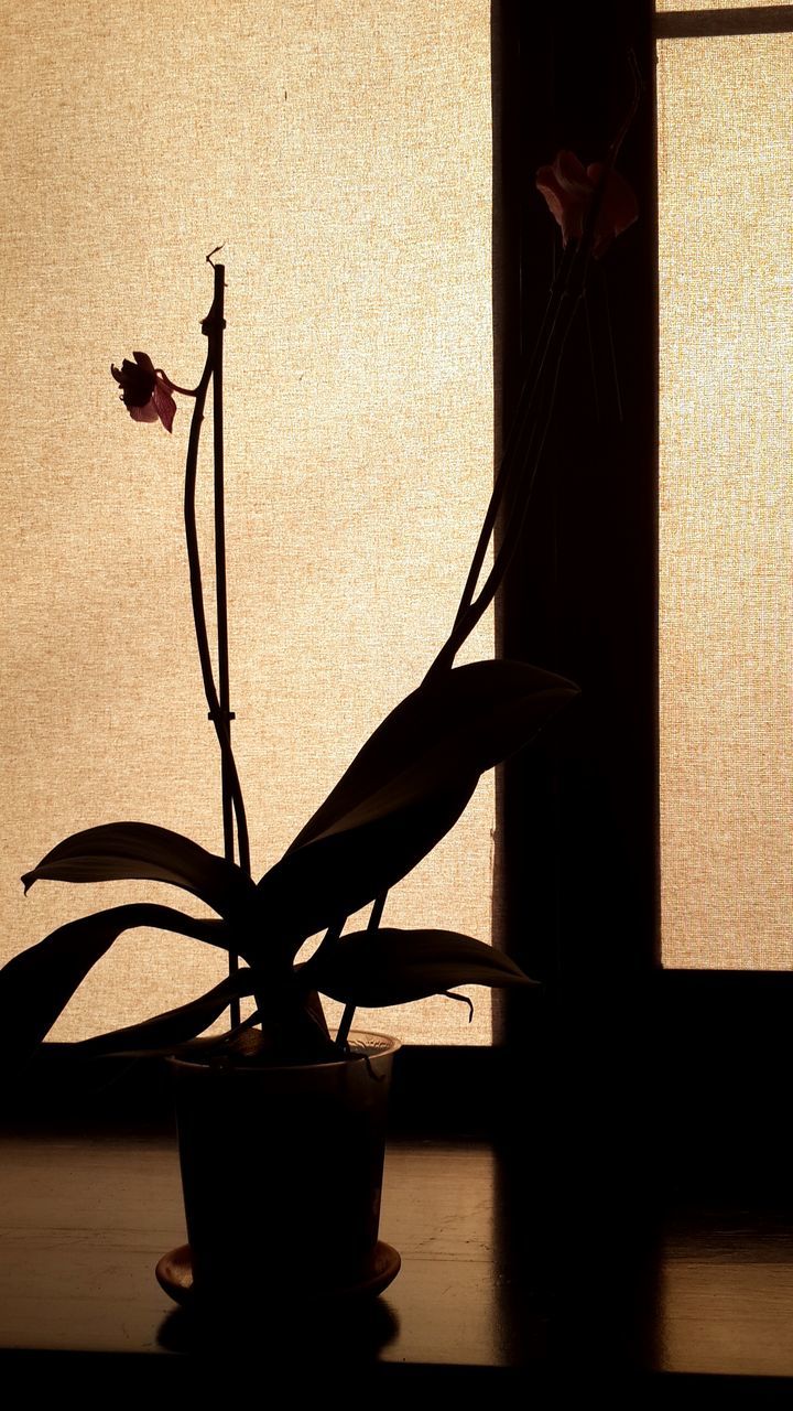 indoors, shadow, wall - building feature, window, home interior, potted plant, sunlight, plant, close-up, wall, vase, flower, silhouette, growth, built structure, curtain, no people, day, architecture, leaf