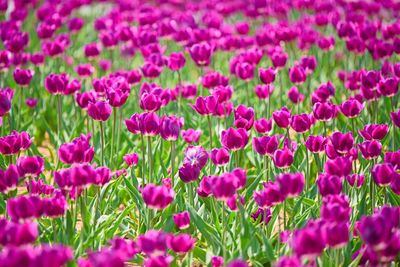 Full frame shot of purple flowers blooming in field