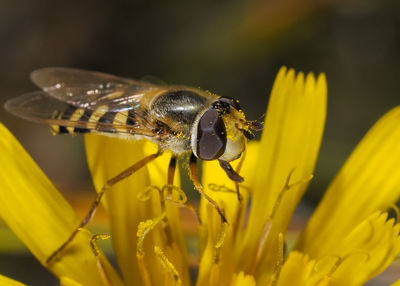 Close-up of bee pollinating on yellow flower