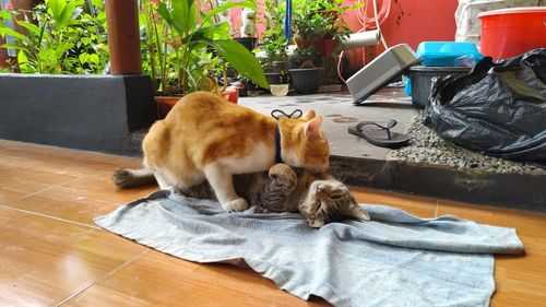 Cat resting on table