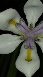 Close-up of flower