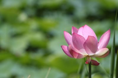 Close-up of pink flower