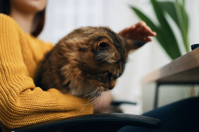 Close-up of cat looking away