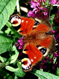 Close-up of butterfly pollinating on purple flower