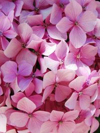 Close-up of pink flower